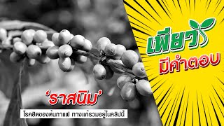 ภัยต้นกาแฟ..'ราสนิม' โรคยอดฮิตในต้นกาแฟที่ชาวสวนต้องดู! | เพียวมีคำตอบ