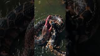 fierce dog vs anaconda #animals #short