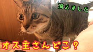 飼い主を探して鳴きまくっちゃう猫がかわいい！【猫　鳴き声】