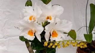 Куди зник мій Dendrobium Formidable, виправляю помилки, вирощую кейки орхідеї.