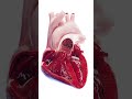 Heart blood flow in 3d  #meded #anatomy #3dmodel #heart