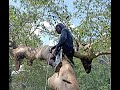 Harvest Tualang Honey, 130 ft tall tree