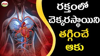 రక్తంలో చక్కెర స్థాయిలను తగ్గించే ఆకు.| How To Purify Blood Naturally at Home. | Aarogya Sutra.