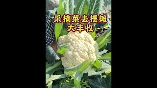 大丰收采摘菜去摆摊#记录真实生活 #我的乡村生活 #自己种的纯天然的绿色蔬菜 #我的小菜园 #摆摊