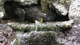 山中湖 大洞の泉のメジロとコガラとキビタキ（雄）の水浴び　その１（4K動画）