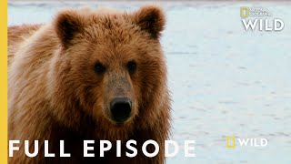 Grizzly Battleground ( Episode) | Alaska's Grizzly Gauntlet