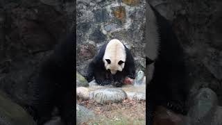 24.12.06都江堰基地～蘇琳媽媽家的蘇陽～早晨九點洗漱！ #panda #giantpanda #大熊貓 #cutepanda #熊猫宝宝 #熊猫