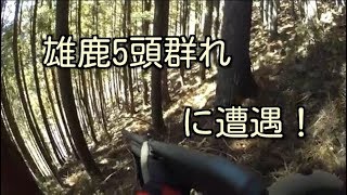 巻き狩りで雄鹿5頭群れに遭遇！