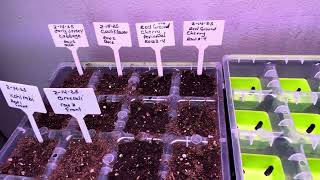 It’s pepper seed sowing time part I