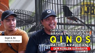 [ Murai Batu QINOS ] Raih Nyeri !! Begini Cara Setting Burung Non Voer Dari Rumah Hingga Lapangan