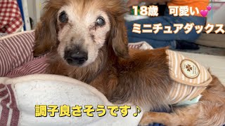 18歳の愛犬が調子を戻してきてご飯の時17歳の弟犬が我慢して可愛い（老犬）（ミニチュアダックス）（カニンヘンダックス）