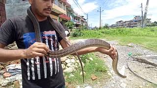 Rat snake(Ptyas sp) Rescued and Translocated