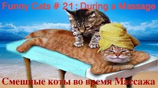 Смешные Коты 2019 Кошки 2019 Приколы Funny Cats #21 Котята lol cube