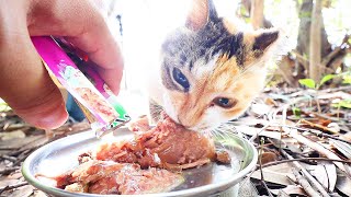 一人孤独にぽつんと一軒家で生きる猫にご飯をあげたら・・・ さくらねこへの給餌