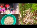 How we prepare small wild mushrooms from the bush in the village//termite mushrooms//Bumekele