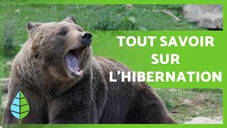 Qu'est-ce que l'HIBERNATION et quels sont les ANIMAUX qui HIBERNENT ? 🐻 🐸