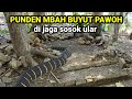 PUNDEN MBAH BUYUT PAWOH DI JAGA SOSOK ULAR BESAR