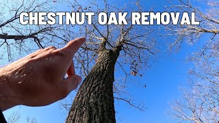 Chestnut Oak Tree Removal