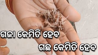 ଗଜା କେମିତି ହେବ  ଗଛ କେମିତି ହେବ day in the  life vlog #cooking  daily life style