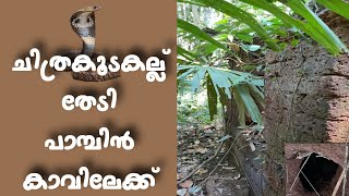 വർഷങ്ങളായി ആരും ചെല്ലാത്ത പാമ്പിൻ കാവിലേക്ക് | ABODE OF SNAKES | SARPA KAVU | ചിത്ര കൂട കല്ല്