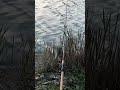 fishing carpfishing angeln fyp fypシ funny fypシ゚viral foryoupage