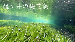 滋賀県米原市　醒ヶ井の梅花藻　水中撮影あり　4K/60p