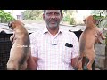 chennai kombai dog kennel