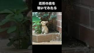 近所の庭を覗いてみたら