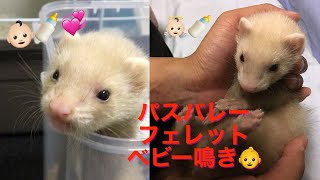 パスバレーフェレットのベビー鳴き(凛)👶🏻🍼💞 /Ferret