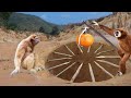 Easy Monkey Trap Technology Make From Deep Hole Trap With Orange Fruit - Simple Monkey Trap