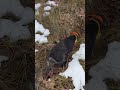 woodcock hunting in the snow with a drahthaar 🪶 huntingvideos woodcockhunting κυνήγι drahthaar