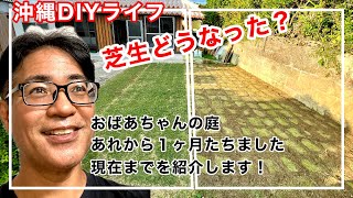 【沖縄DIYライフ】庭の芝生はどうなった？｜あれから１ヶ月｜雑草奮闘記｜