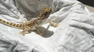 可愛い爬虫類飼育2【ローソンアゴヒゲトカゲ、ランキンスドラゴン】like a little bearded dragon (pogona vitticeps) 2