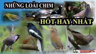 Tên các loại chim | giọng hót các loại chim | chim rừng vlog