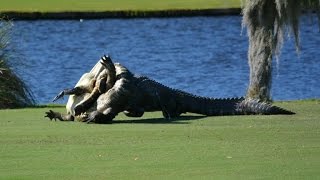Alligators brawl on Florida golf course