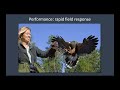 falconry how weight affects behavior