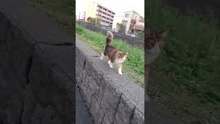 草刈りで歩きやすくなったから今はリード無しニャンヨ🐈️