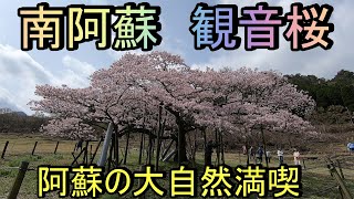 南阿蘇観音桜を爺さんぽです！