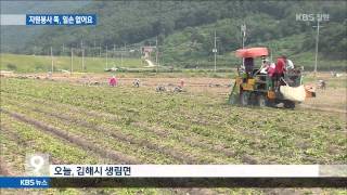 [주요 뉴스] KBS뉴스9 경남 - 자원봉사 뚝!..농촌에 일손이 없어요 (2015.06.10,수)