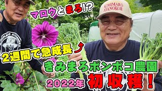 #55 その後2週間で急成長したポンポコ農園で2022年初収穫！マロウとまろ!?も！❤河口湖・きみまろポンポコ農園【2022年】⑦ 綾小路きみまろ