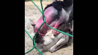 OSTRICHES MATING