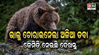 ଭାଲୁ ଚୋରାଇନେଲା ଅଳିଆ ଡବା | Odia News Live Updates #dtvodia