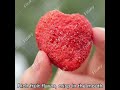 Freeze Dried Strawberry Whole/Granules/Powder Wholesale Price #strawberry #freezedriedstrawberry