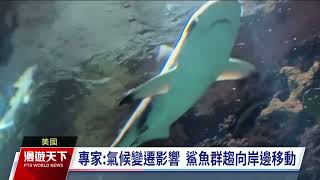 紐約60年首見泳客遭鯊吻 專家憂海水暖化致鯊魚近岸｜20230827 全球現場漫遊天下