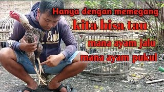 tips memilih ayam tipe jalu atau pukul hanya dengan melihat