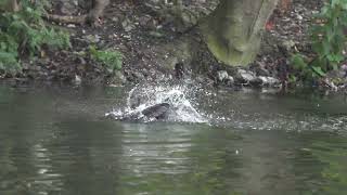 Cormorant washing