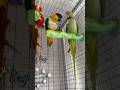 #parrot #nimfa #pamflet #caiqueparrot #papagal #birds #caique #pets #funny #funnyanimal