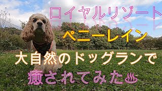 【日本初？犬Tuber】　ロイヤルリゾート那須のペニーレイン　大自然のドッグランでいやされてみた♨  ドッグランレビュー第３弾