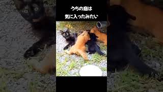 ドアを開けたら母猫が授乳してた #shorts #猫 #子猫