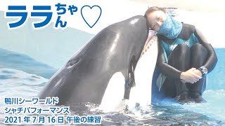 ララちゃん♡【2021年7月16日午後の練習】Orca performance, Kamogawa Sea World, Japan